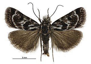 <i>Tauroscopa trapezitis</i> Species of moth