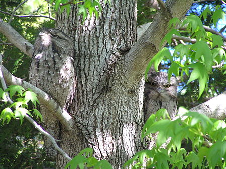 Tập_tin:Tawny_Frogmouth_camouflage.jpg