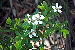 Miniatura para Leptospermum grandifolium