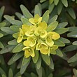 Тегис - Камино-де-Тегис-аль-лас-Ньевес - Euphorbia regis-jubae 04 ies.jpg