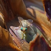 Artichoke fly