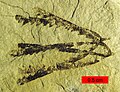 Fosil vrste Pendeograptus fruticosus iz donjeg ordovicija.