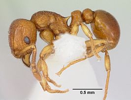 Tetramorium ibycterum