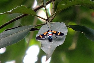 <i>Euchromia lethe</i> species of insect