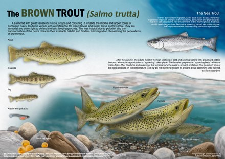 Infographic about the brown trout.
