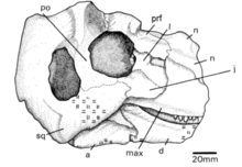 This is the image of a Bullacephalus in right lateral view. The Complete Bullacephalus Skull in Right Lateral View.png