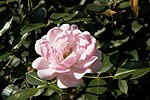 Vorschaubild für Polyantha-Rose