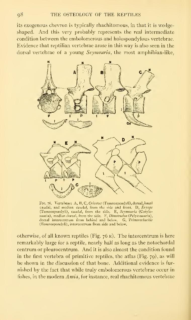 The Osteology of the Reptiles-086 uhygtfyuhgtf hv7gh ijuhg dfgdfgdfg -  PICRYL - Public Domain Media Search Engine Public Domain Search