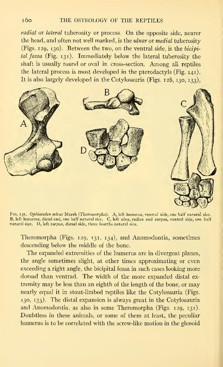 Page The Osteology Of The Reptiles Pdf 178 Wikisource