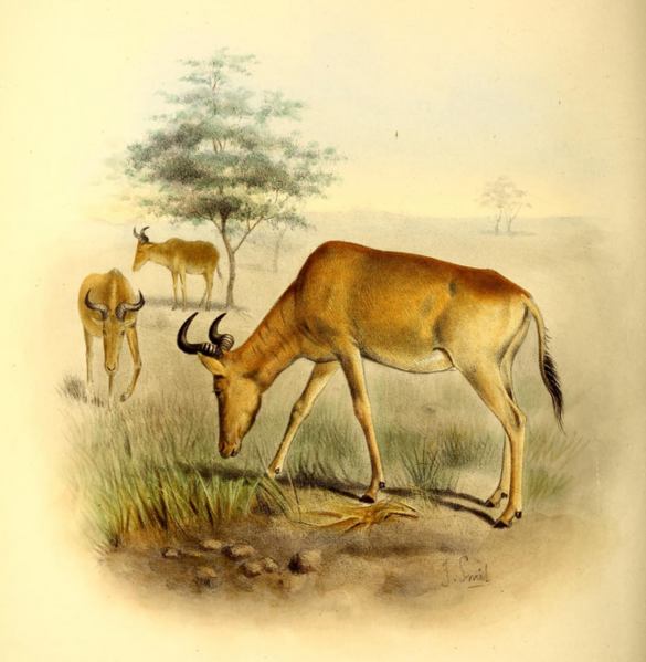 File:The book of antelopes (1894) Bubalis cokei.png