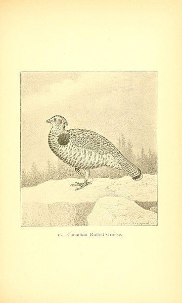 File:The gallinaceous game birds of North America (Pl. 16) (8119282801).jpg