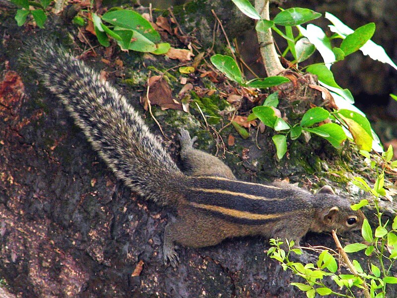 File:Three-Striped Palm Squirrel.jpg