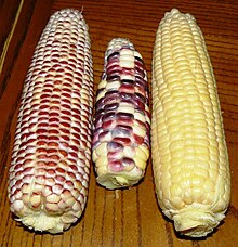 The husked ears of three cultivars: pictured left to right are 'Ruby Queen' (discontinued), 'Painted Hill' and 'Bodacious'. Three cultivars of sweet corn.jpg
