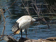 Australinis juodgalvis ibis (Threskiornis molucca)