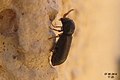Tiny beetle tbi (NH266) (14576770844).jpg