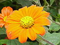 Miniatura para Tithonia