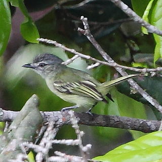 <span class="mw-page-title-main">Grey-crowned flatbill</span> Species of bird