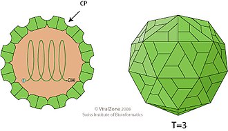 Schematic drawings of a Tombusviridae virion (cross-section and side view) Tombusviridae virion.jpg