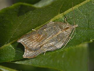 <i>Acleris emargana</i> species of insect