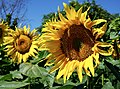 * Nomination Sunflower (Helianthus annuus), in a field, Charente, France. --JLPC 19:06, 10 February 2013 (UTC) * Promotion Good quality. --Cayambe 11:23, 11 February 2013 (UTC)