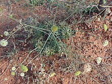 Trachymene ochracea P6120110.jpg