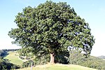 Sessile oak