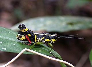 <i>Traulia</i> Genus of grasshoppers
