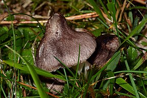 A Tricholoma_orirubens.jpg kép leírása.