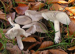 Common earth knight (Tricholoma terreum)