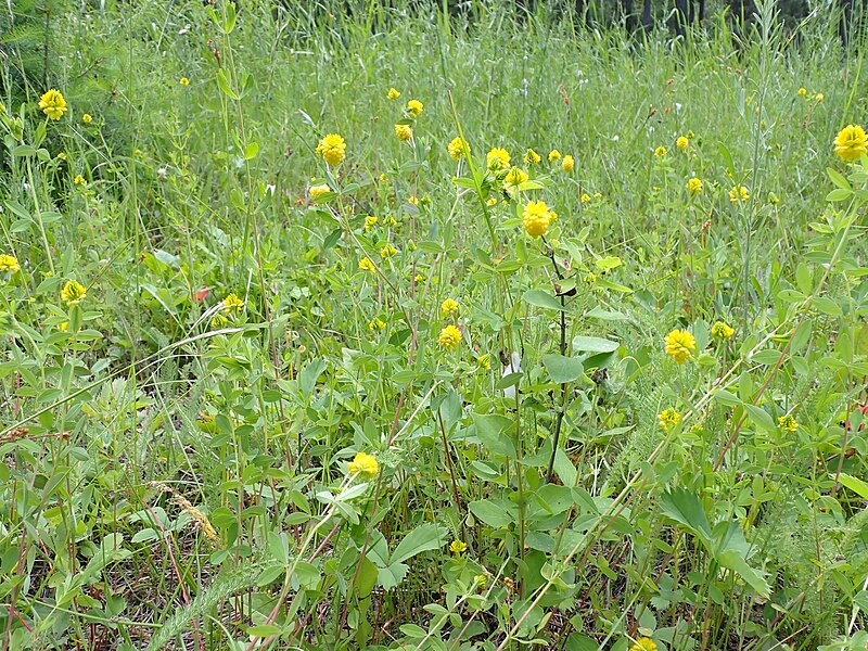 File:Trifolium aureum - golden clover - 53006226142.jpg