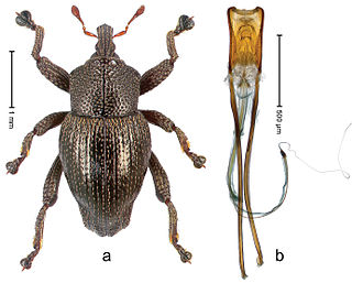 <i>Trigonopterus arjunensis</i> Species of beetle