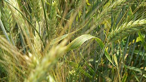 Pyrenophora tritici-repentis on Triticale