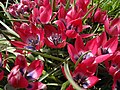 Tulipa 'Little Beauty'