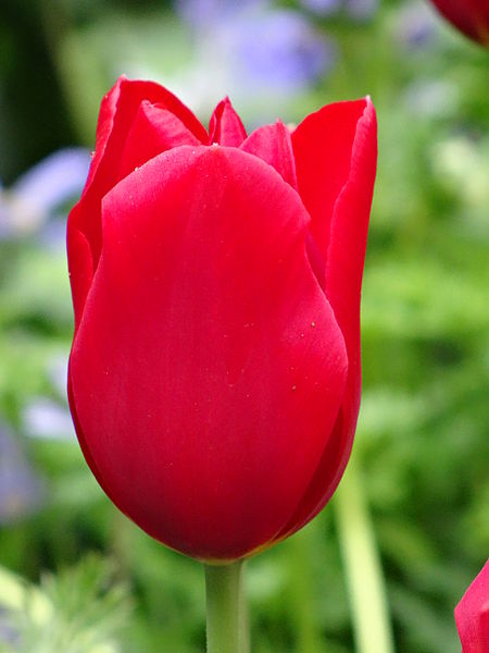 File:Tulipa Vermelha.JPG