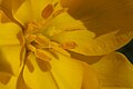 Tulipa sylvestris - panoramio (26).jpg