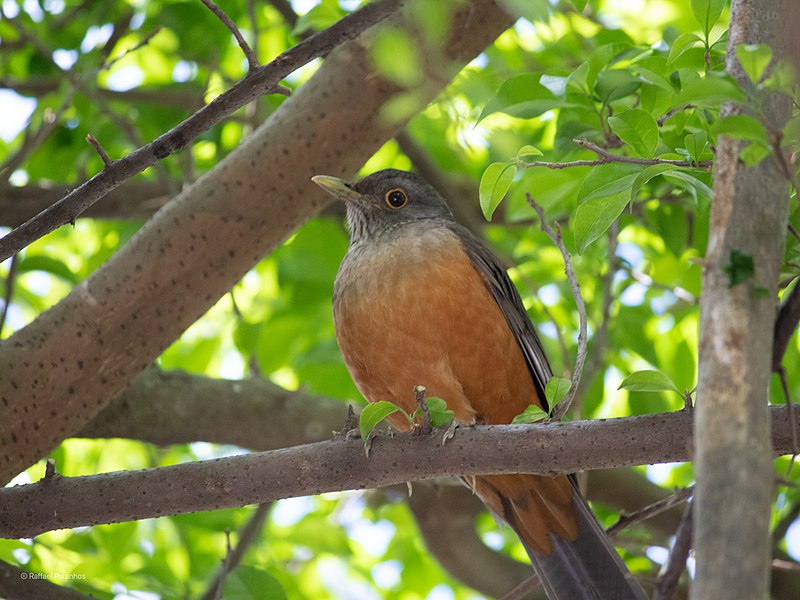 File:Turdus rufiventris, Rio de Janeiro, RJ.jpg