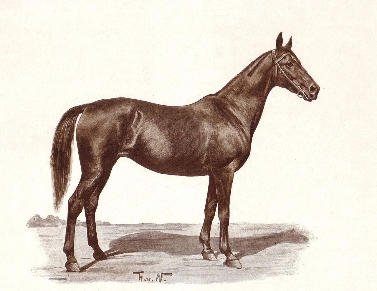 purebred spanish horse howrse