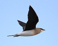 Czarnoskrzydły pratincole w locie