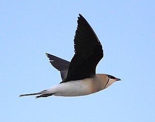 <span class="mw-page-title-main">Black-winged pratincole</span> Species of bird