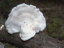 Tyromyces chioneus 2 G6.jpg