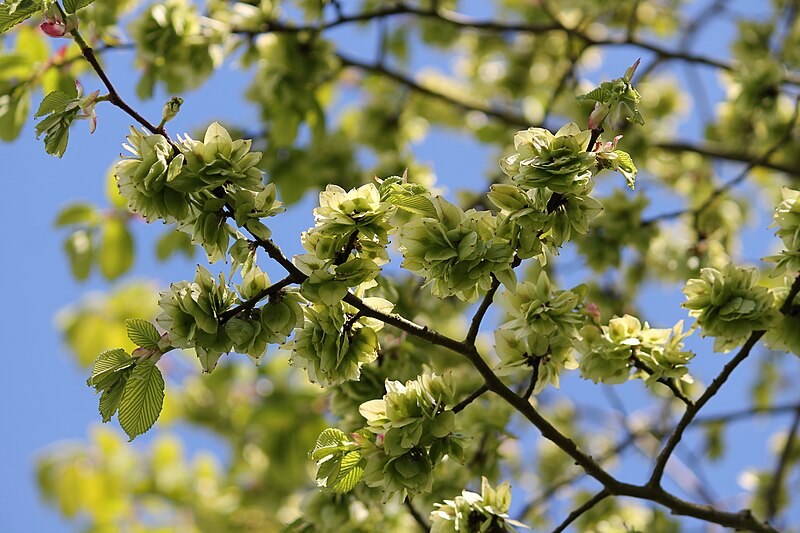 File:Ulmus glabra fruit.JPG