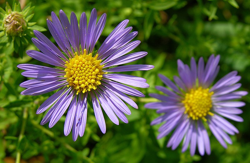 File:Unidentified Purple and Yellow Flowers 2300px.jpg