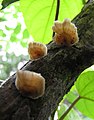 Unidentified fungi from Koovery