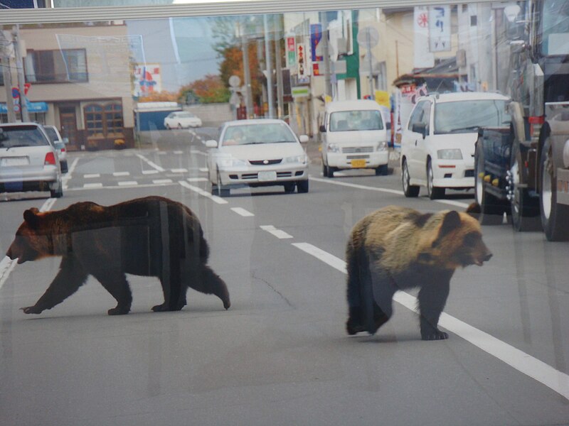 File:Unidentified street with Brown Bears - panoramio (4163).jpg