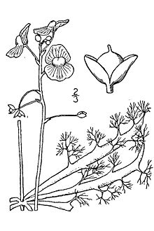 Utricularia inflata illustration.jpg