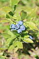 Vaccinium myrtilloides berries.jpg