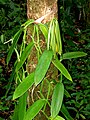 Vanilla planifolia (Vanille).jpg