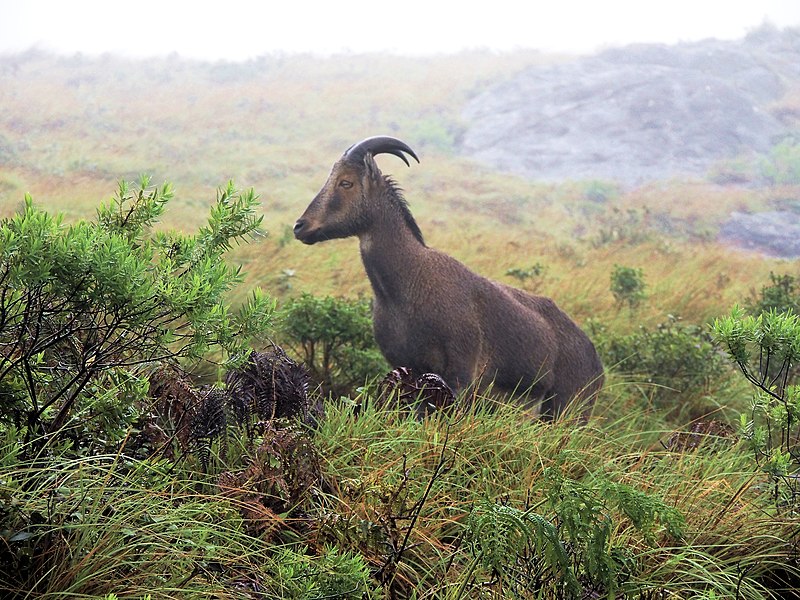 File:Varayadu (Nilgiri Tahr).jpg - Wikimedia Commons