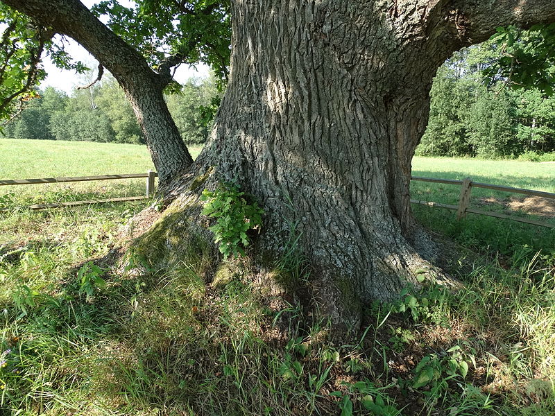 File:Varniškių II ąžuolas, kamienas.JPG