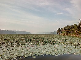 Vellayani lake at vavvamoola bund road.jpg